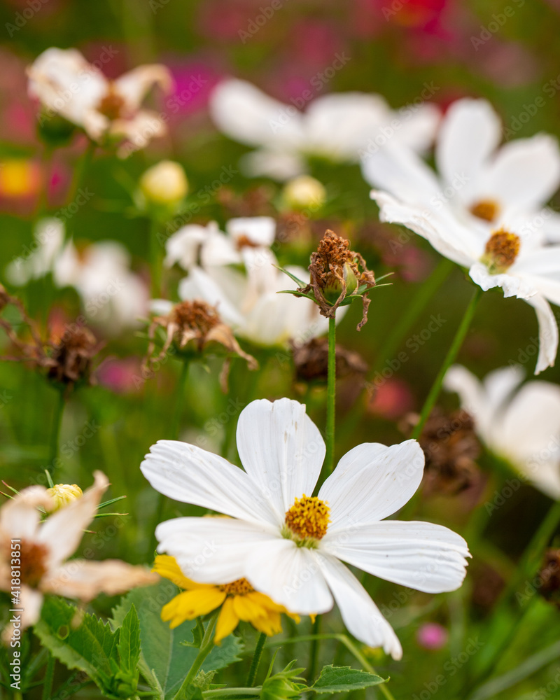 Flores blancas en el jardín / White flowers in the garden. Flores blancas en el jardín / White flowers in the garden.