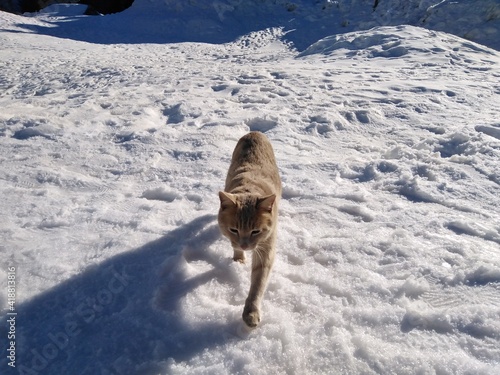 red cat running in the snow front face chat roux marchant dans la neige de face © JennyLL