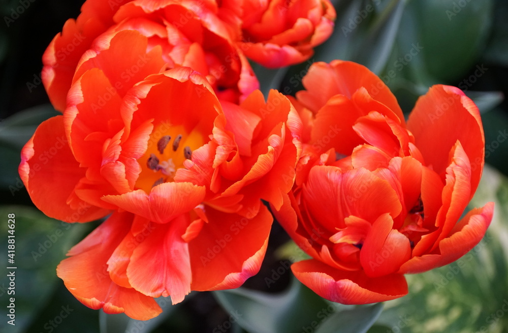 Beautiful red color of Double Late Tulips Icoon flowers at full bloom Beautiful red color of Double Late Tulips Icoon flowers at full bloom