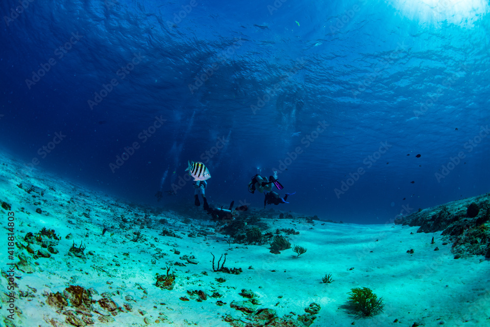 Fototapeta premium scuba diver in the sea
