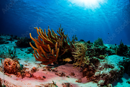 coral reef and fish