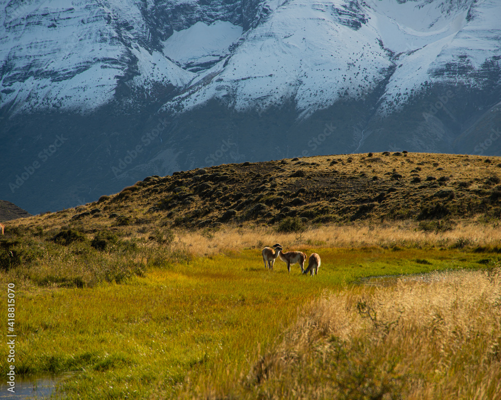 Fototapeta premium Wild animal Guanaco, with jagged snow-covered mountains behind it.