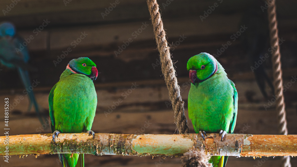 Obraz premium parrots a place parrot with parrots tropical talking birds 