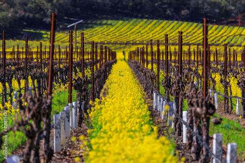 Fototapeta Naklejka Na Ścianę i Meble -  Golden yellow mustard flowers blooming between grape vines at a vineyard in the spring in Yountville Napa Valley, California, USA