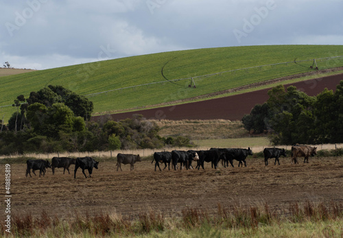 cows in the field © Guillermo