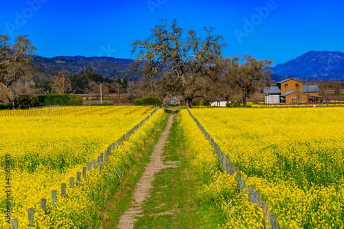 Golden yellow mustard flowers blooming between grape vines at a vineyard in the spring in Yountville Napa Valley, California, USA