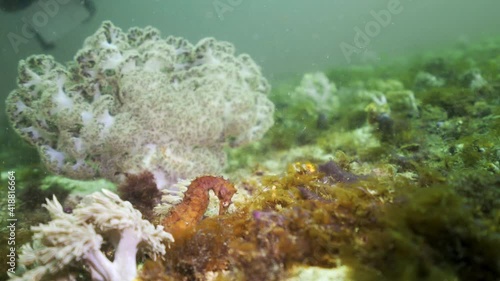A lovely pink and orange seahorse clings to coral near anemone in a stiff current at sandy sea bottom - Kuta, Indonesia