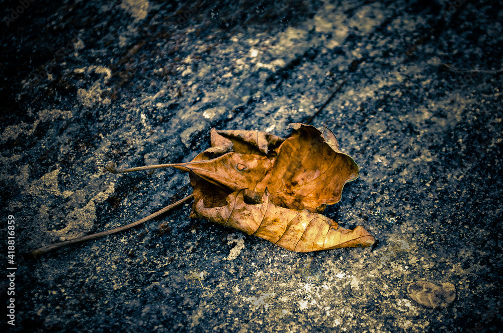 Fallen Leaves