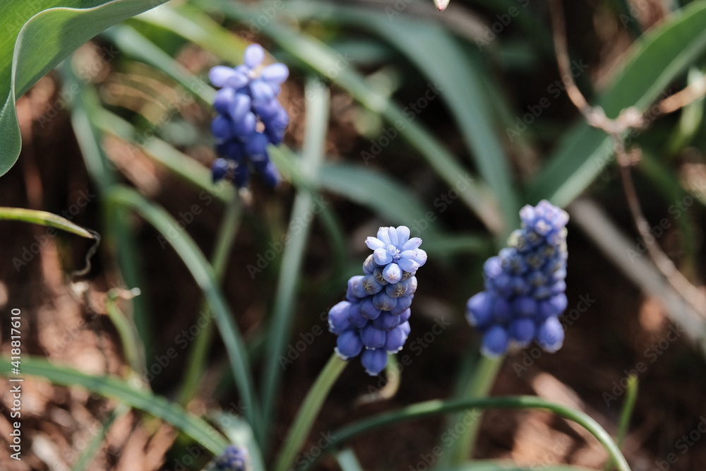 Beautiful Flower & Plants Beautiful Flower & Plants