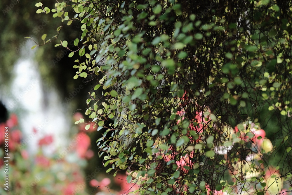 Beautiful Flower & Plants