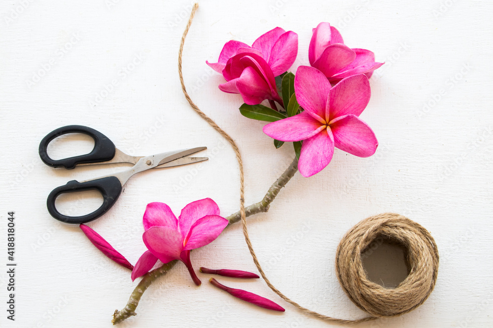 pink flowers frangipani local flora of asia ,rope and scissors arrangement flat lay postcard style on background white pink flowers frangipani local flora of asia ,rope and scissors arrangement flat lay postcard style on background white