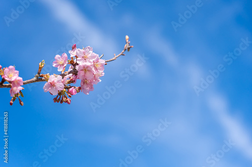 三重県松阪市　青空に映える笠松河津桜の枝