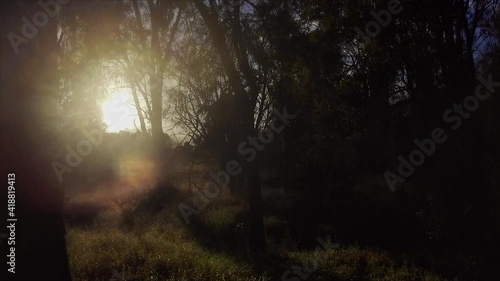 Stunning Queensland bush sunrise with a view over the glistening grasslands through the shady trees photo