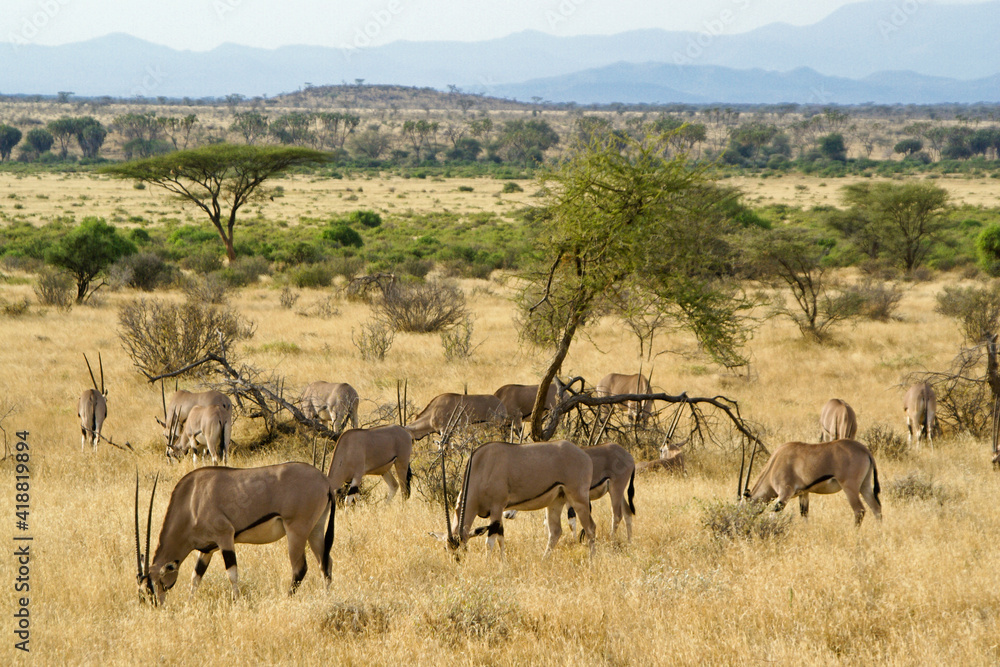 Herd of Beisa oryx grazing, Samburu Game Reserve, Kenya Herd of Beisa oryx grazing, Samburu Game Reserve, Kenya