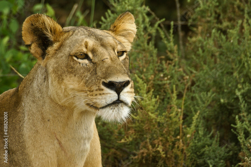 Portrait of alert African lioness, Samburu, Kenya