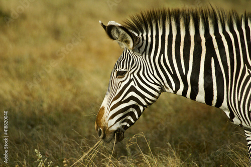 Grevy s zebra eating  Samburu Game Reserve  Kenya