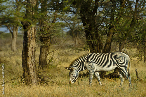 Grevy's zebra grazing in acacia woodland, Samburu Game Reserve, Kenya