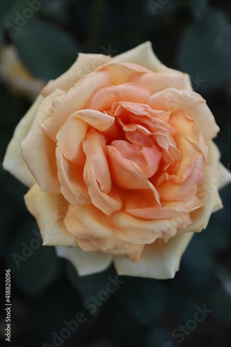 薔薇の姿