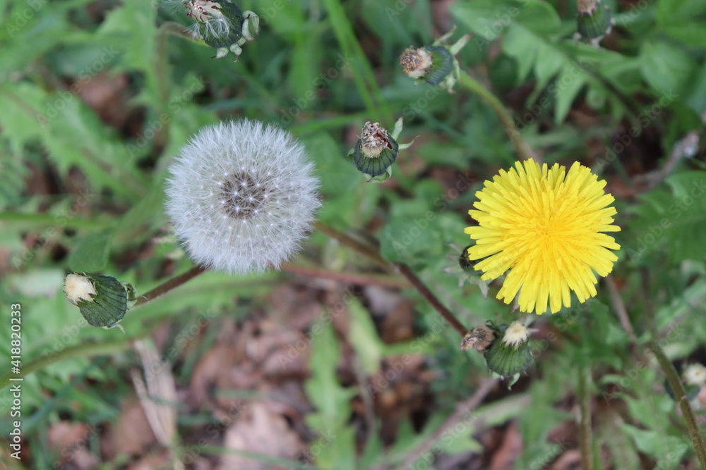 Löwenzahn gelb und Pusteblume in einem Bild Frühlung und Sommer Löwenzahn gelb und Pusteblume in einem Bild Frühlung und Sommer