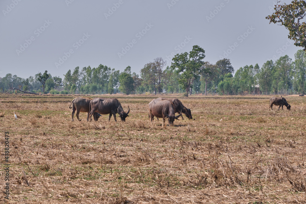 buffalo in nature, landscape outdoor buffalo in nature, landscape outdoor