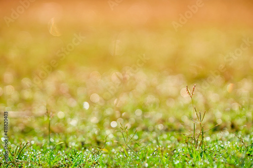 Fototapeta Naklejka Na Ścianę i Meble -  nature backgrounds, Spring morning dew on the grass