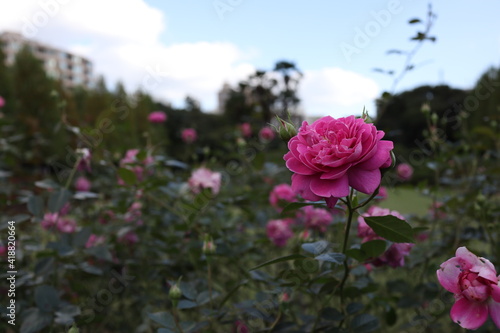 逞しい薔薇