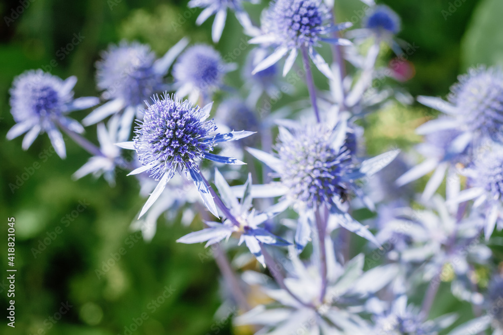 shining blue eryngo flowers (flat sea holly) shining blue eryngo flowers (flat sea holly)