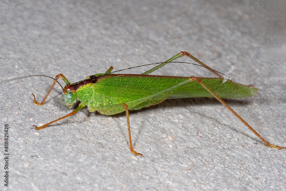 Macro Photo of Green Grasshopper on The Floor Macro Photo of Green Grasshopper on The Floor
