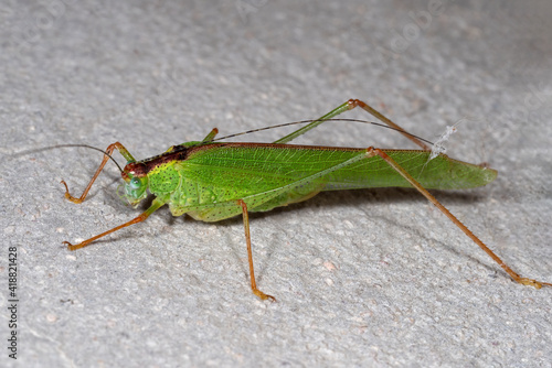Macro Photo of Green Grasshopper on The Floor