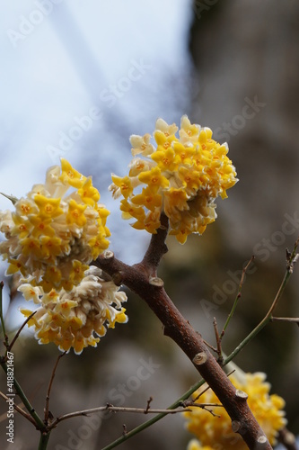 ミツマタの花ミツマタ, 花, 満開, 黄色, 自然, 植える, 緑, 植物, 咲く, マクロ, 野原, 葉, 木, 美しい, 色, アップ, 三椏, 三叉, 三枝, 結香, 幸草, 先草, 風景, 黄色い花, 群生, 春, 早春, 4月, 3月, ジンチョウゲ科, みつまた, 花びら, 落葉低木, ミツマタ属, 林, 森, 原料, 和紙, 素材, 和, 紙幣, 背景素材, 札, 和風, 材料, 