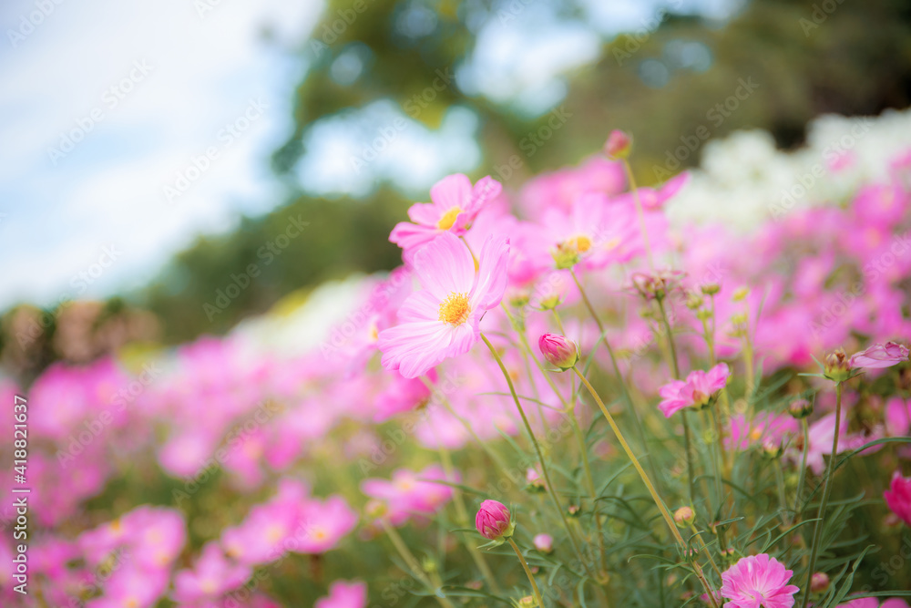 Pink cosmos flowers in winter. Pink cosmos flowers in winter.