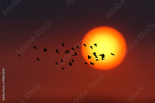 silhouette of bird flying on the background of the sunset