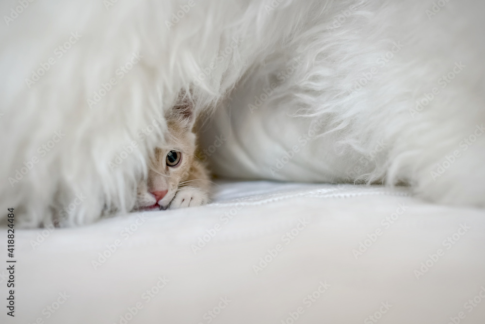 Cute scared kitten is playing hide and seek on the bed in a blanket. Muzzle kitten peeking out of hiding Cute scared kitten is playing hide and seek on the bed in a blanket. Muzzle kitten peeking out of hiding