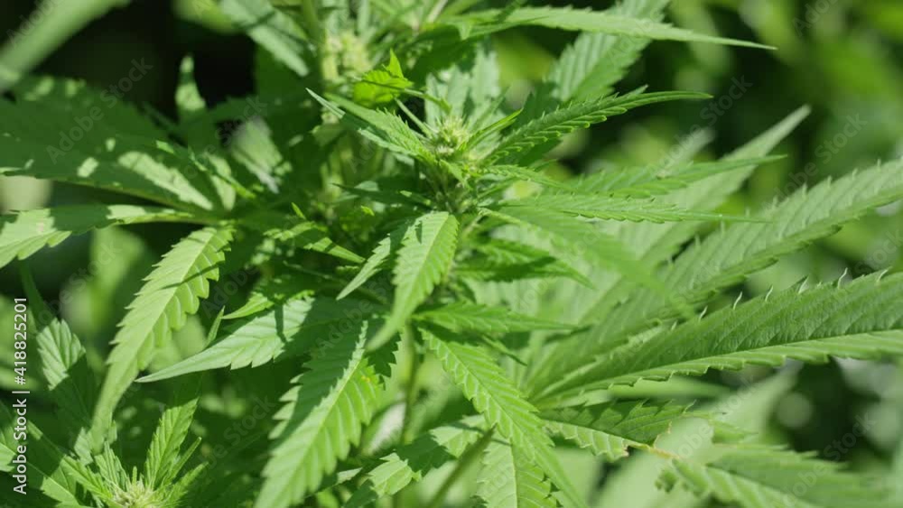 MACRO, DOF: Vibrant lush green marijuana plant leaves sway in the warm summer breeze blowing across remote farm. Detailed close up shot of a budding cannabis plant growing at large illegal plantation. MACRO, DOF: Vibrant lush green marijuana plant leaves sway in the warm summer breeze blowing across remote farm. Detailed close up shot of a budding cannabis plant growing at large illegal plantation.