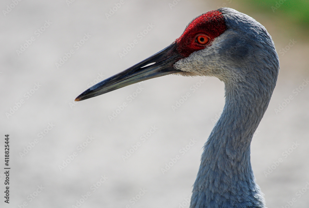 Sandhill Crane Portrait / Florida Endangered Bird 