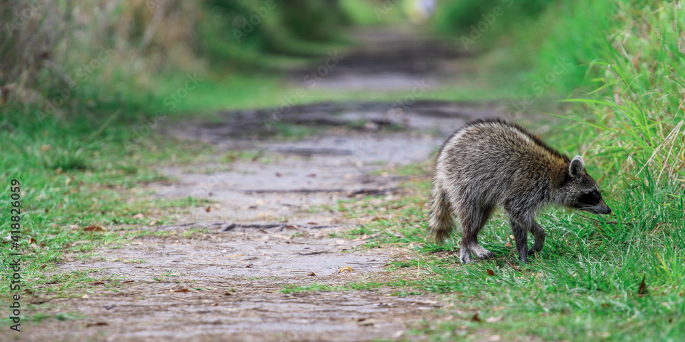 Naklejka premium Raccoon walking down a dirt path