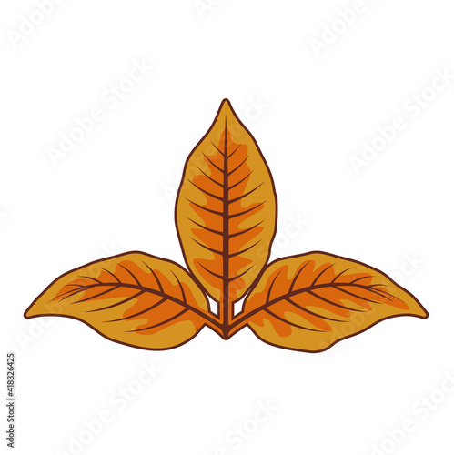 illustration of three tobacco leaves, vector art.