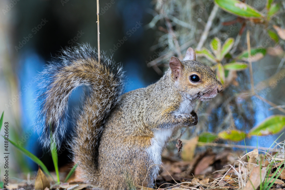North American Grey Squirrel North American Grey Squirrel