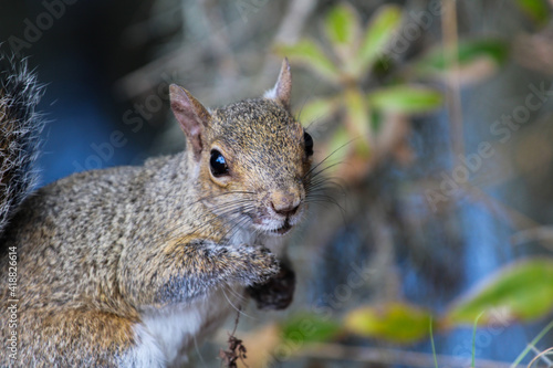 North American Grey Squirrel 