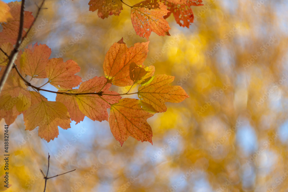 Obraz premium Beautiful autumn foliage. Natural background of colorful autumn leaves.