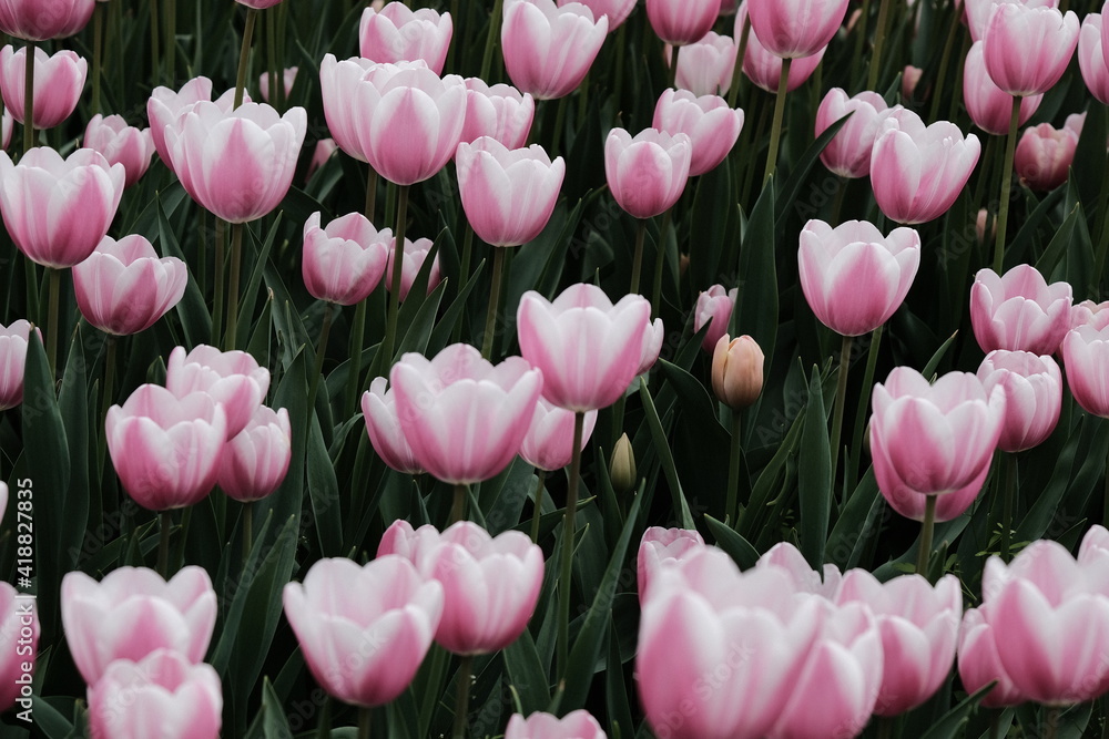 Fototapeta premium Beautiful Flower