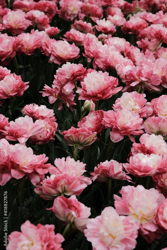 Obraz premium Beautiful Flower