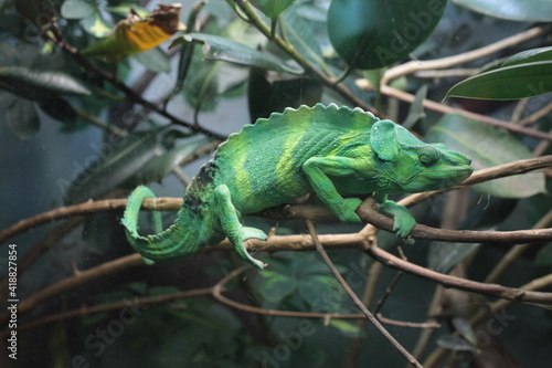 chameleon on a branch
Denver Zoo Visit