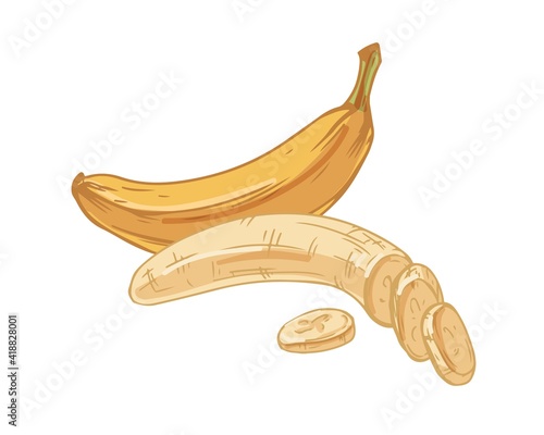 Composition with whole ripe banana in skin and peeled yellow fruit with cut slices isolated on white background. Hand-drawn detailed colored vector illustration of healthy tropical food