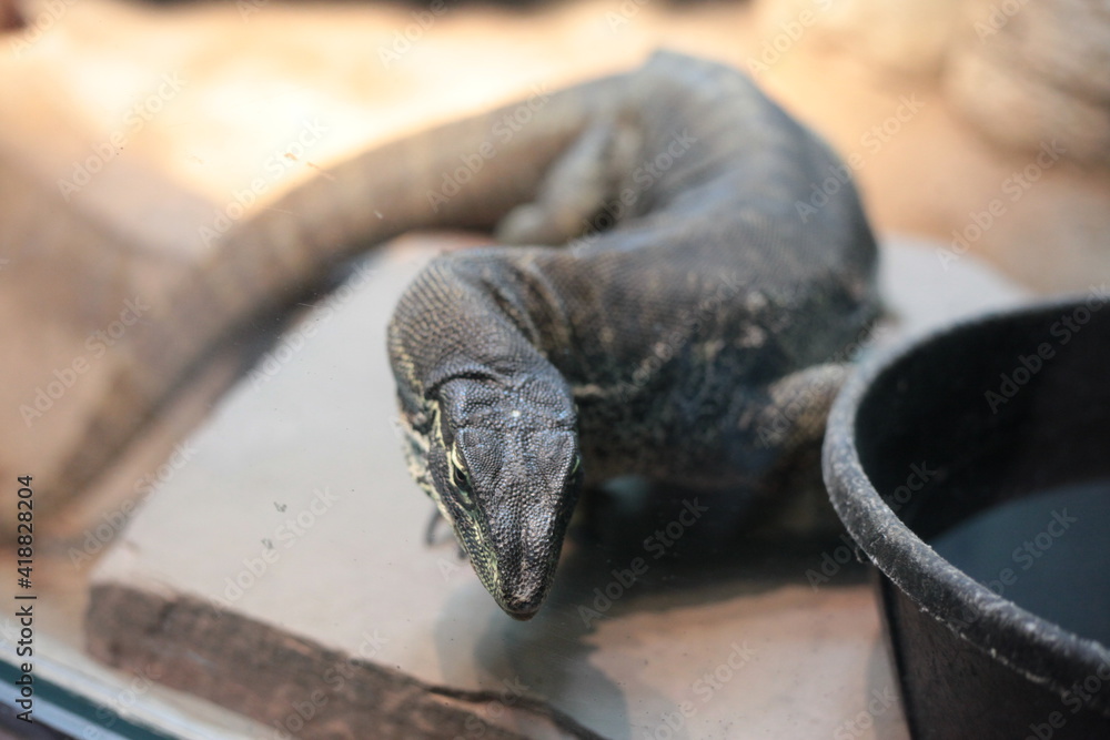 Fototapeta premium black and white lizard