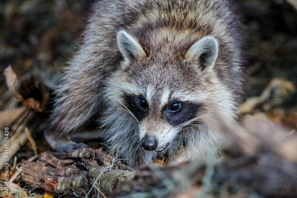 Fototapeta premium portrait of a raccoon
