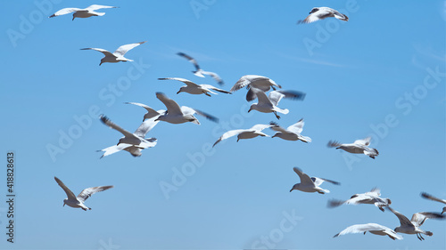 Seagulls flying freely