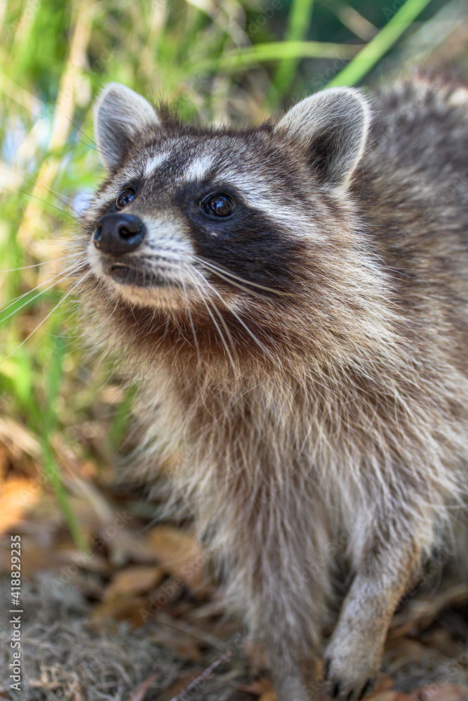Obraz premium close up of a raccoon