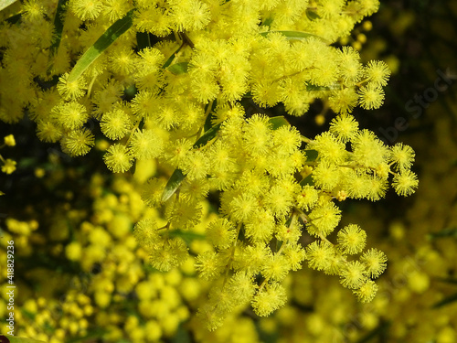 Australian Golden Wattle. National Floral Emblem of Australia.