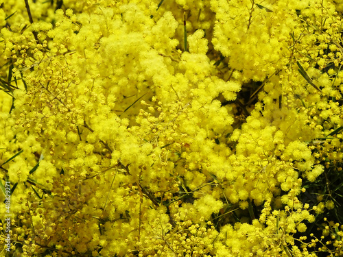 Australian Golden Wattle. National Floral Emblem of Australia.